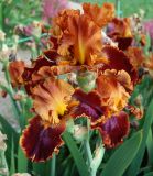 Iris × hybrida