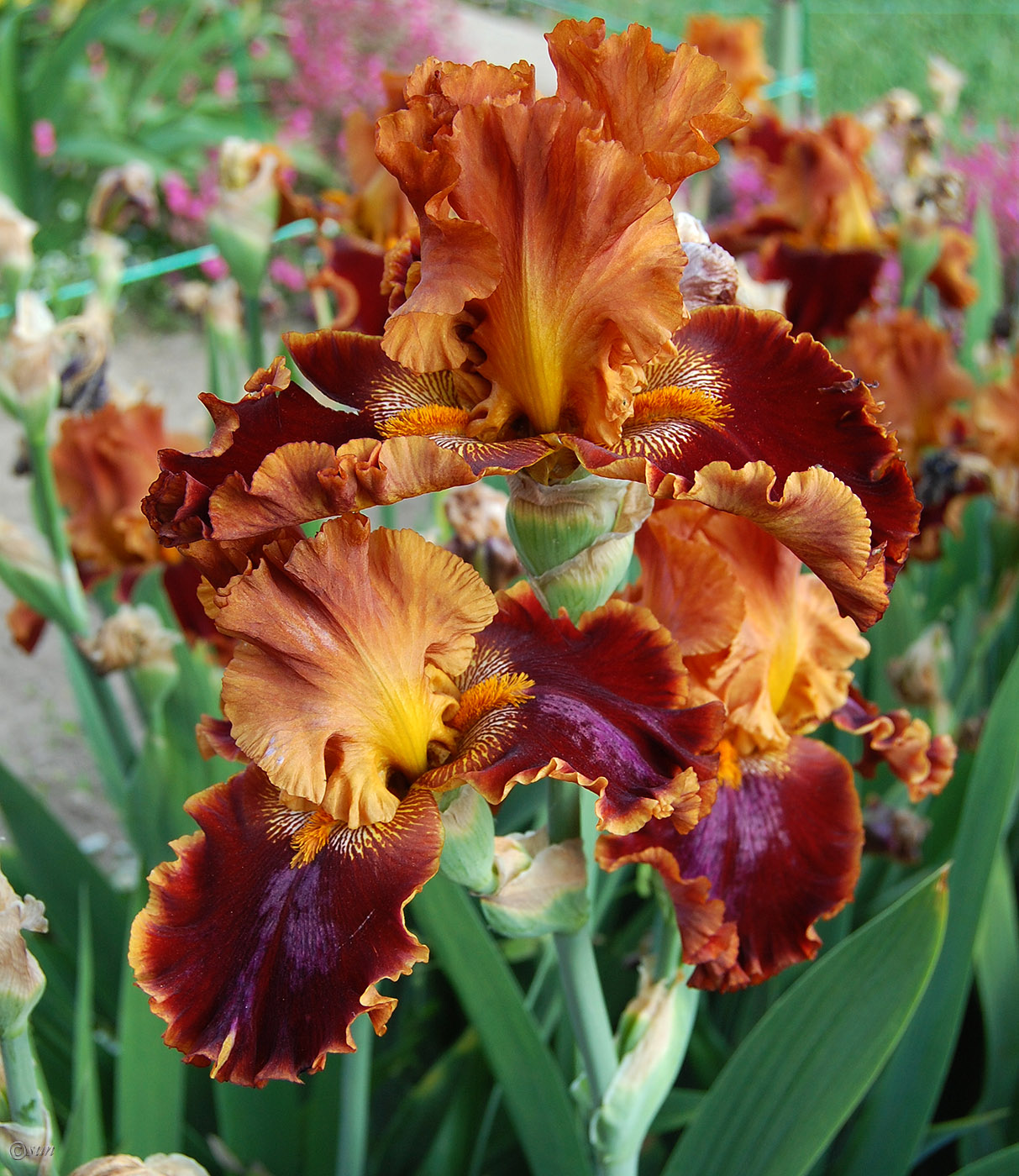 Image of Iris &times; hybrida specimen.