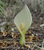 Arum subspecies albispathum