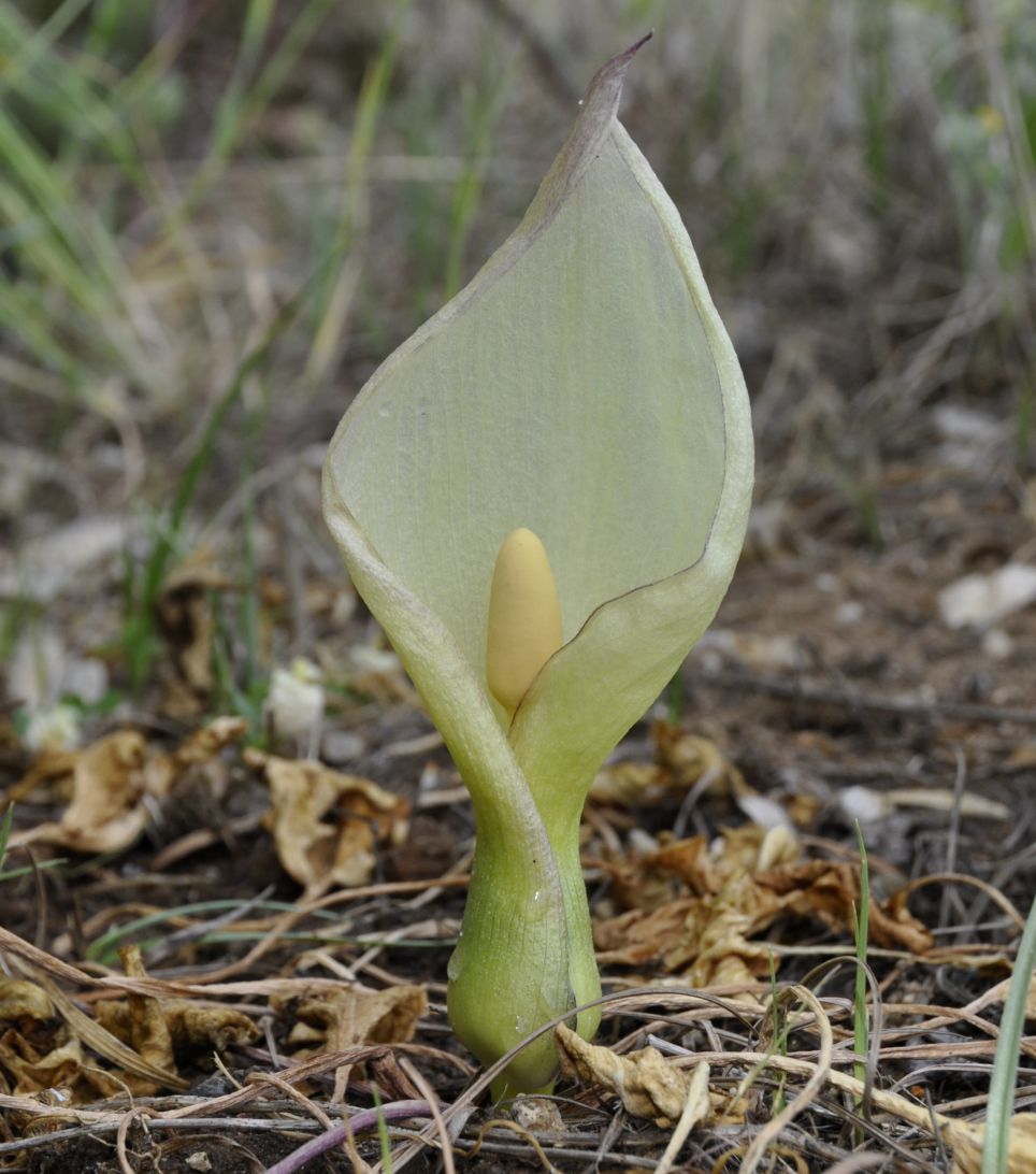 Изображение особи Arum italicum ssp. albispathum.