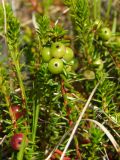 Empetrum nigrum