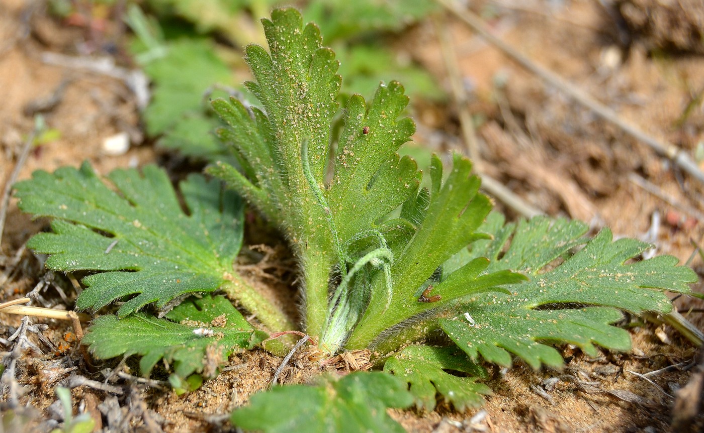 Image of Ranunculus oxyspermus specimen.