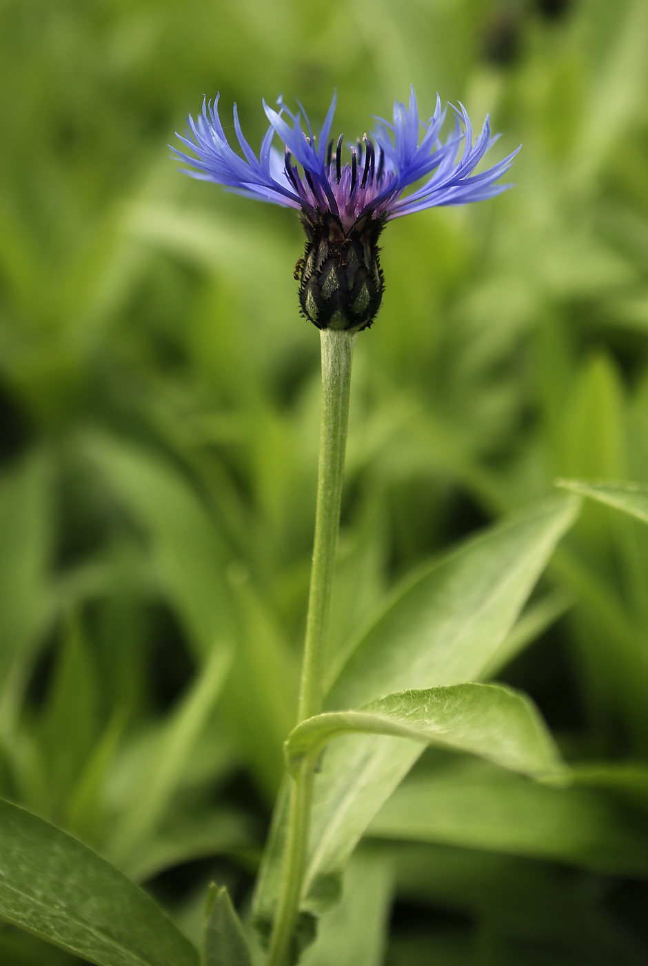 Изображение особи Centaurea montana.