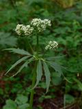 Valeriana wolgensis. Верхушка растения с бутонами. Свердловская обл., окр. г. Североуральск, опушка сосново-елового леса с примесью лиственницы. 18.06.2006.