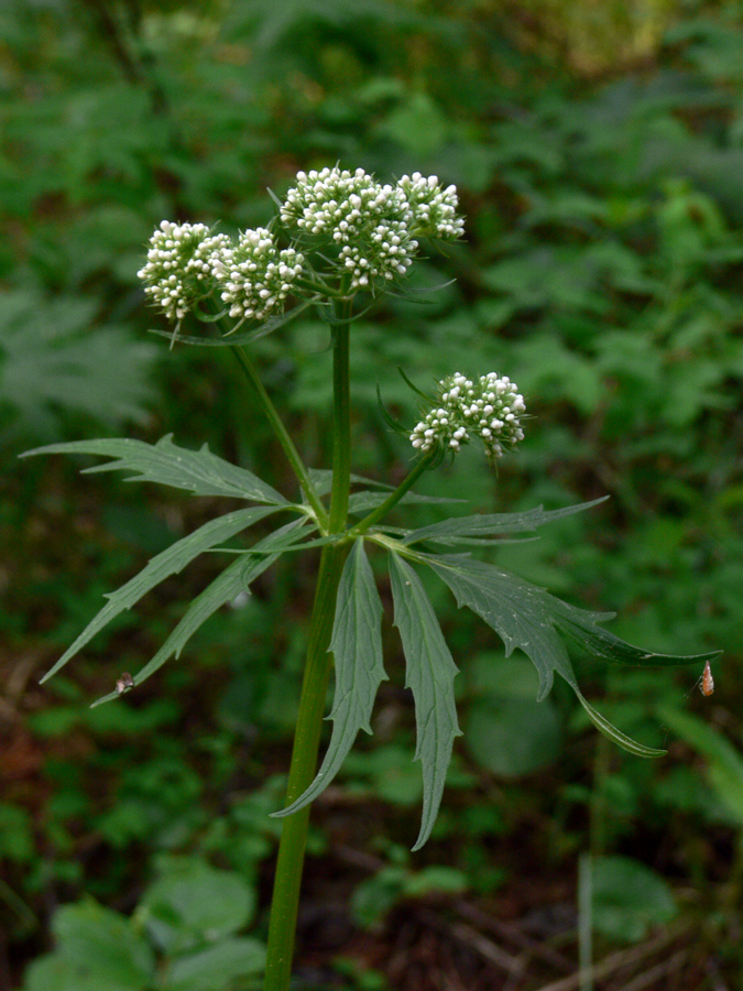 Изображение особи Valeriana wolgensis.