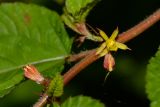 genus Corchorus. Часть стебля с цветками. Таиланд, о-в Пхукет, курорт Ката, край леса у дороги вдоль канала. 12.01.2017.