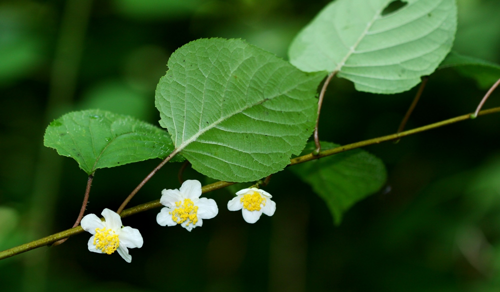 Изображение особи Actinidia polygama.