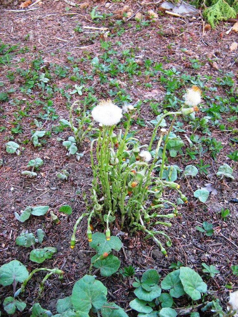 Image of Tussilago farfara specimen.