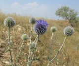 Echinops ritro