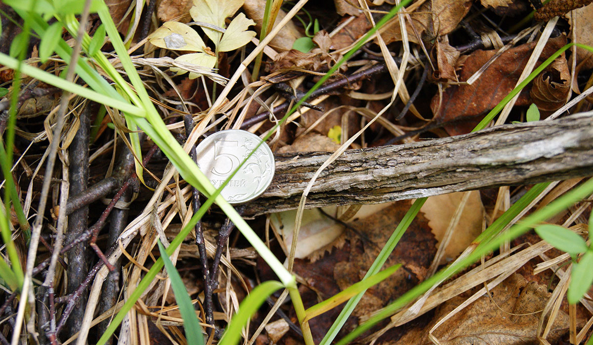 Image of Atragene ochotensis specimen.