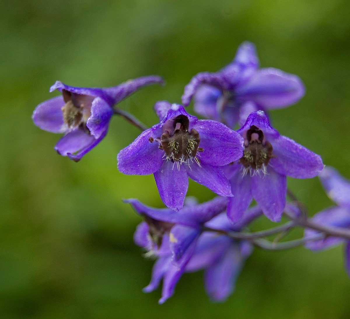 Image of Delphinium elatum specimen.