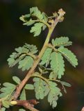 Calliandra californica