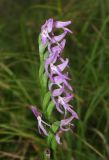 Neottianthe cucullata