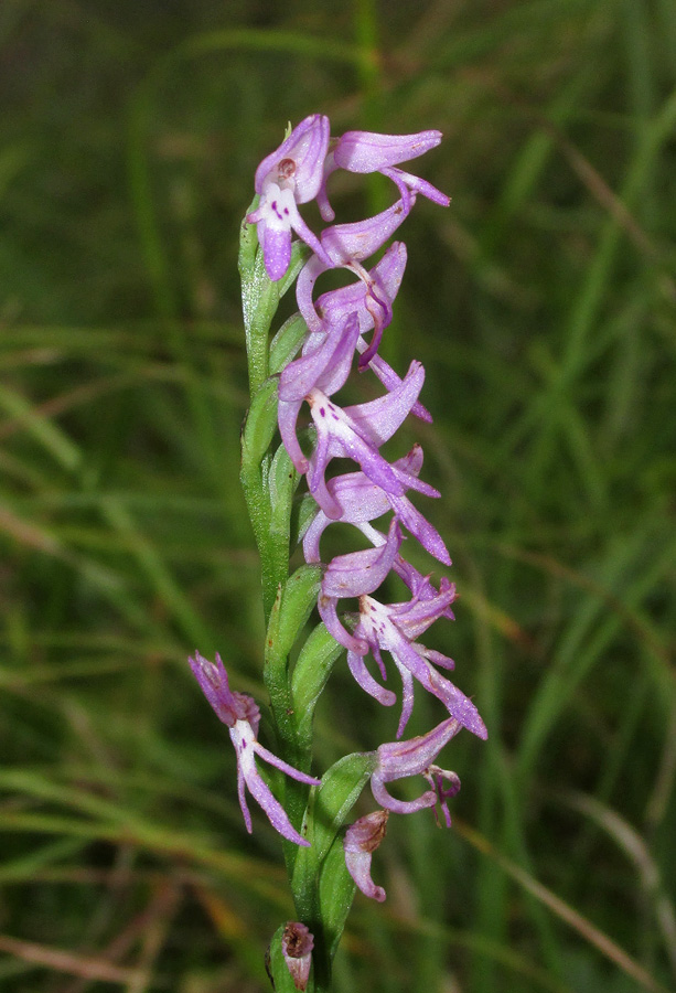 Image of Neottianthe cucullata specimen.