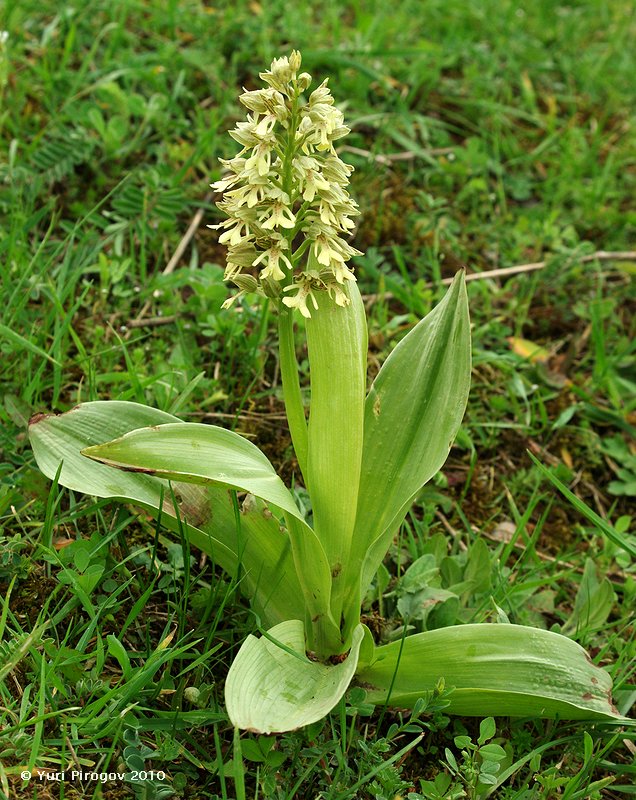 Image of Orchis punctulata ssp. adenocheila specimen.