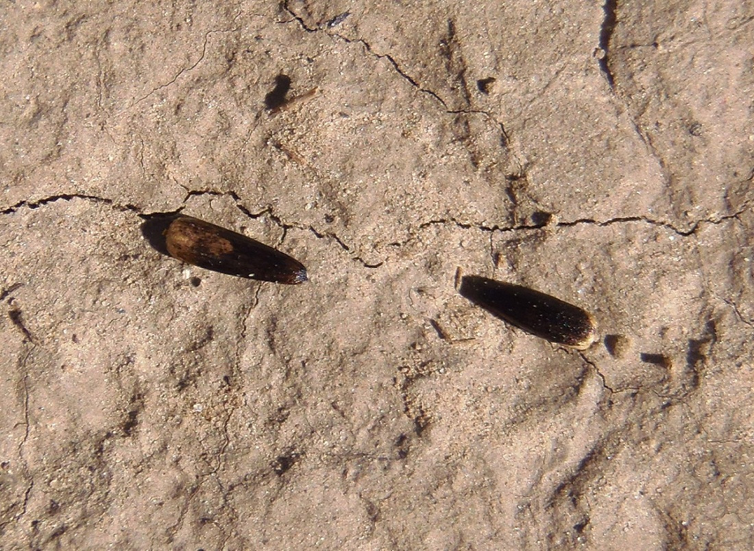 Image of Klasea erucifolia specimen.