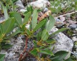 Salix apoda