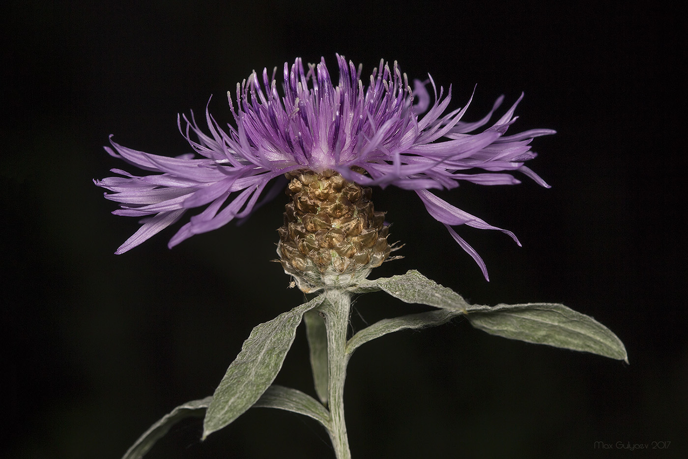 Изображение особи Centaurea jacea.