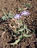 Lactuca tatarica