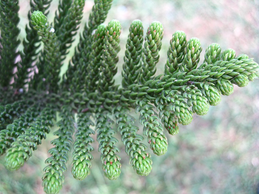 Image of Araucaria heterophylla specimen.