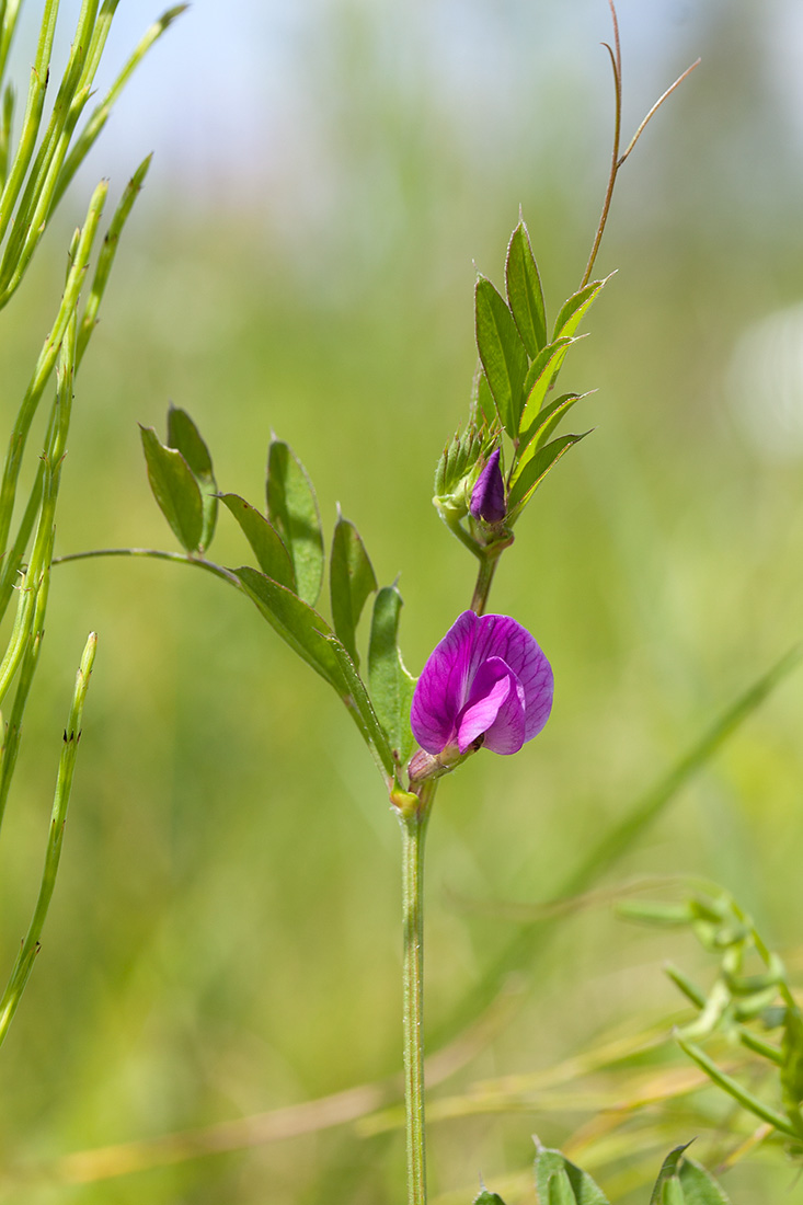 Image of Vicia angustifolia specimen.