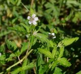 Geranium sibiricum