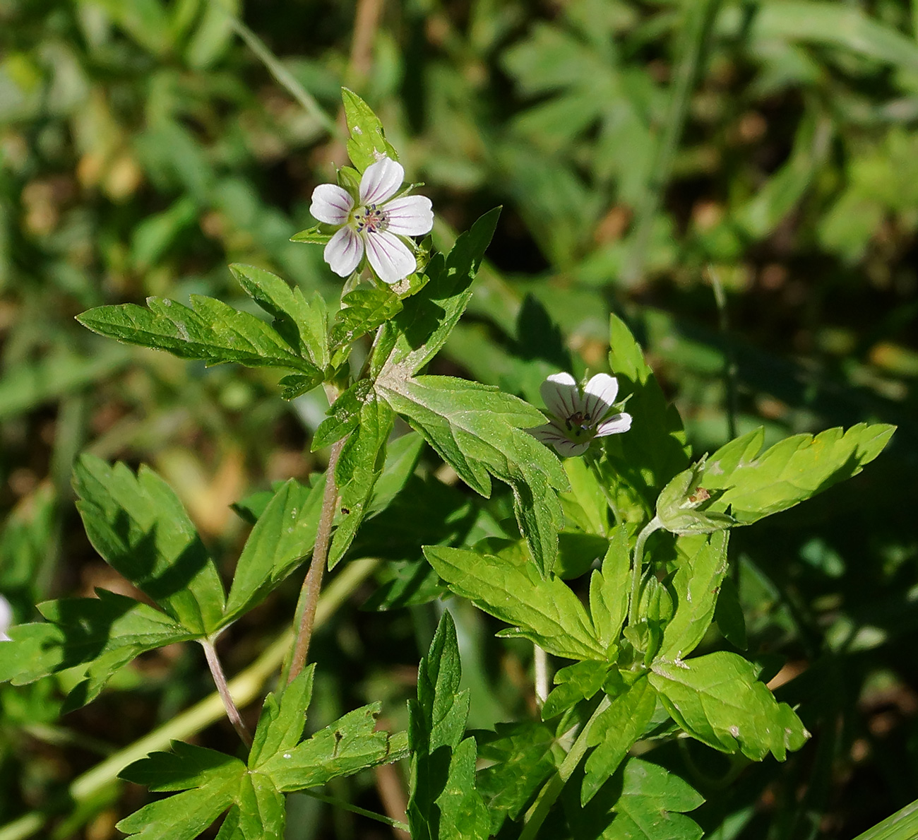 Image of Geranium sibiricum specimen.