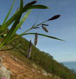 Carex riishirensis. Верхушка цветущего растения, извлеченного из земли. Магаданская обл., окр. г. Магадан, п-ов Старицкого, распадок руч. Скалистый, альпийская лужайка. 23.06.2012.