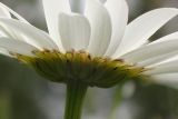 Leucanthemum vulgare. Часть соцветия (вид сбоку). Тверская обл., Кимрский р-н, залежь посреди смешанного леса. 07.07.2017.