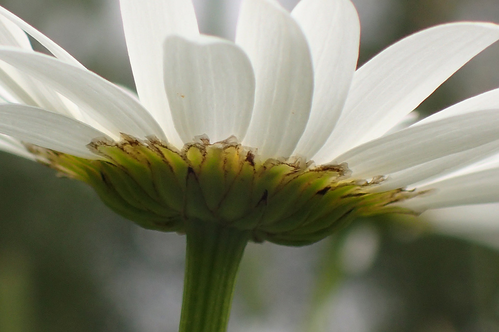 Изображение особи Leucanthemum vulgare.