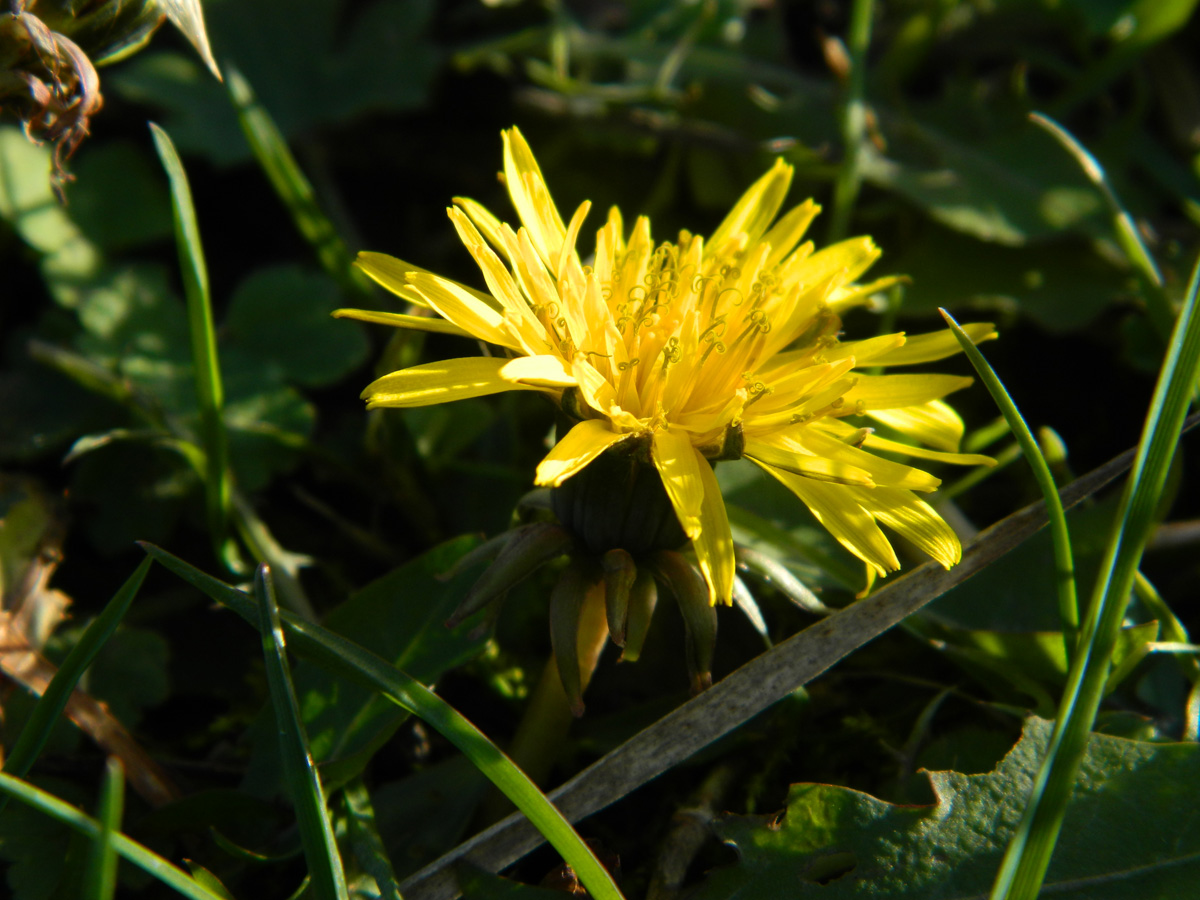 Изображение особи род Taraxacum.