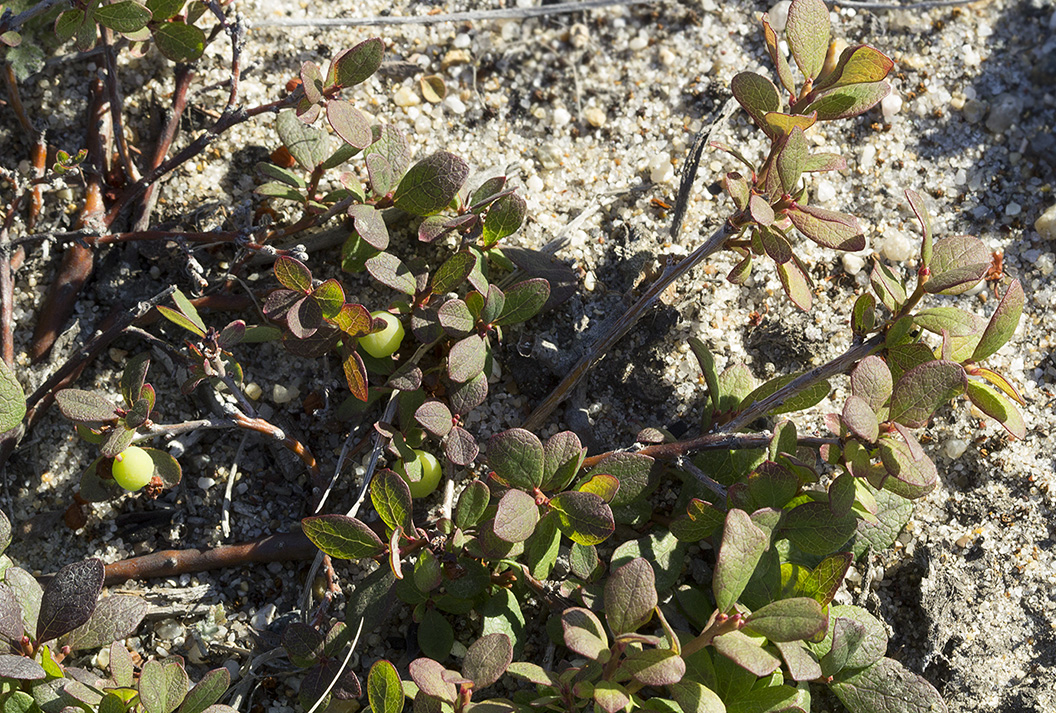 Image of Vaccinium uliginosum specimen.