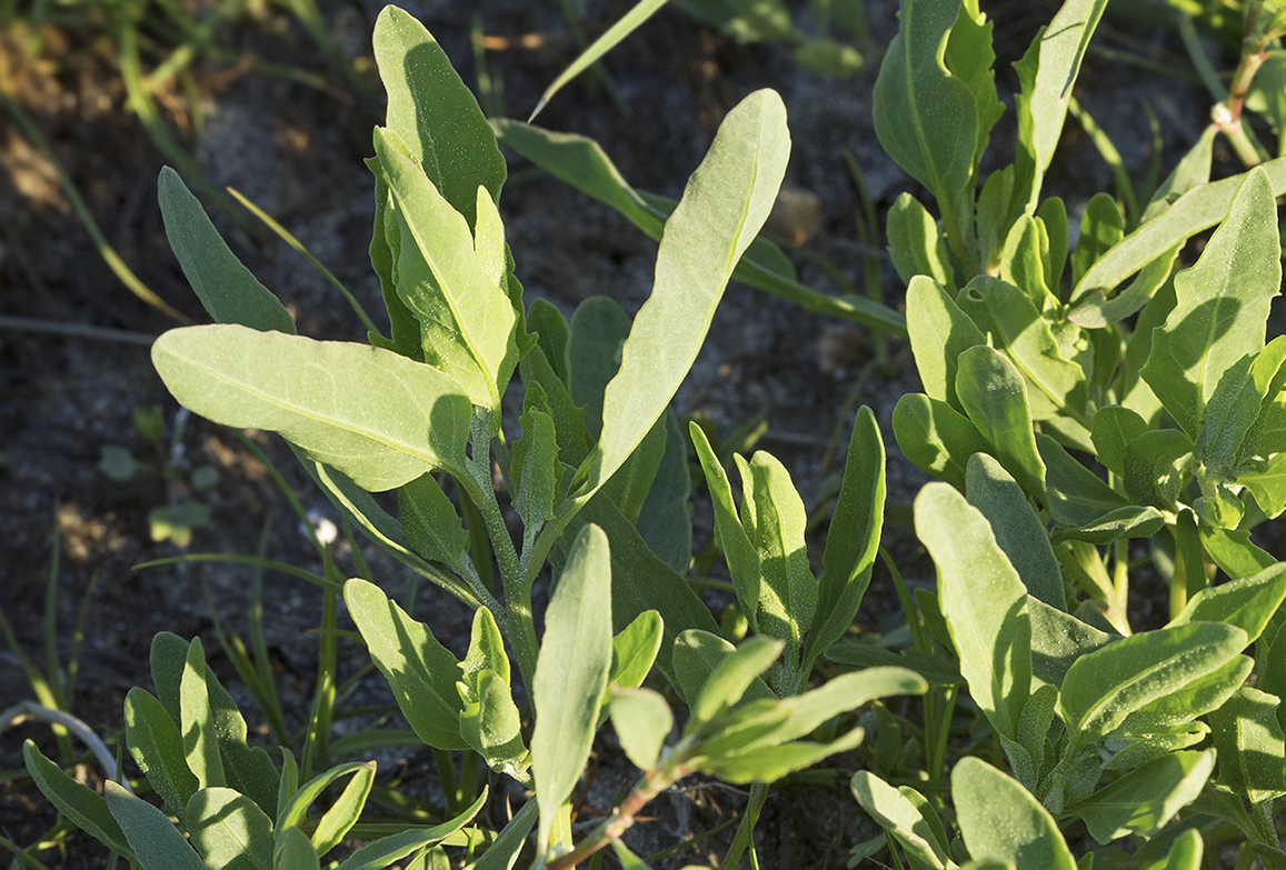 Image of Atriplex gmelinii specimen.