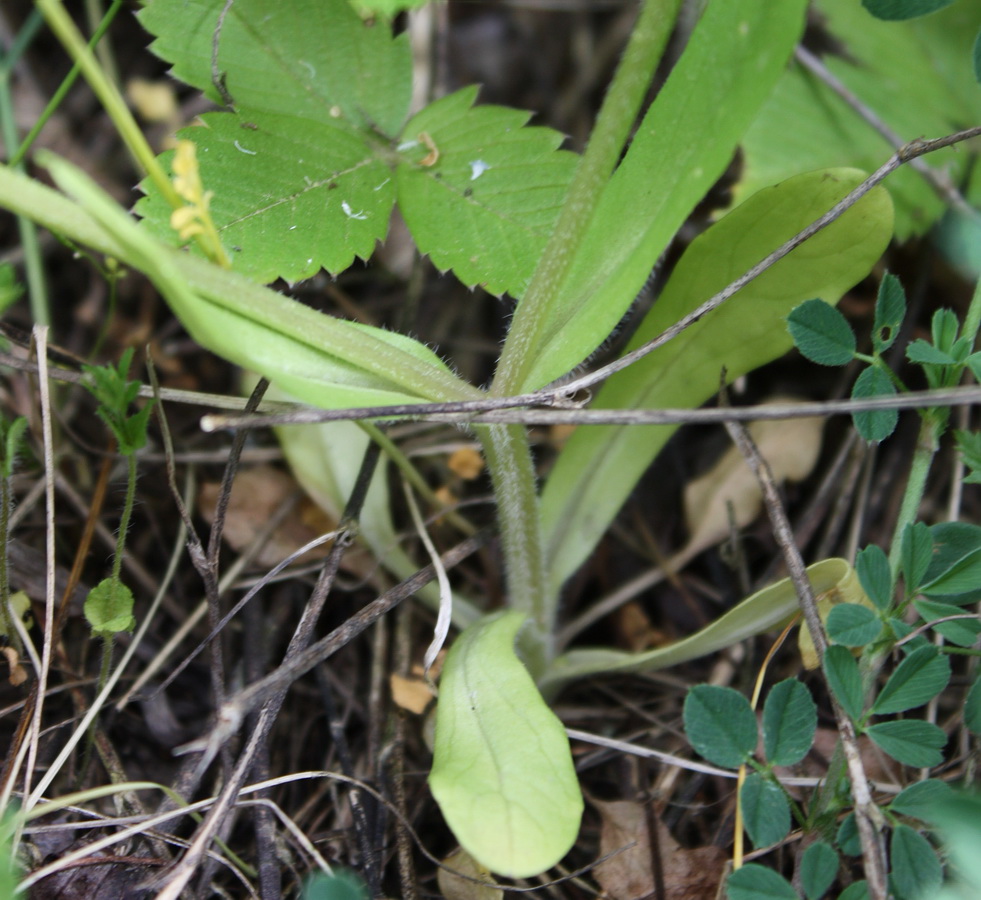 Изображение особи Valerianella turgida.