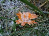 Calendula officinalis