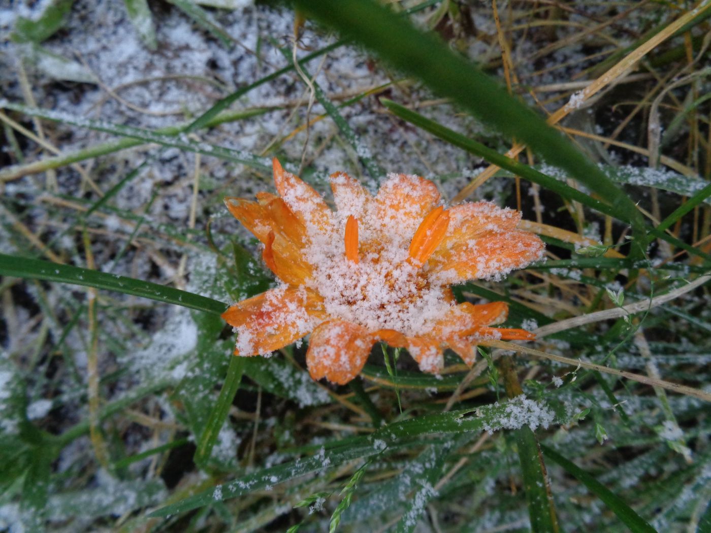 Image of Calendula officinalis specimen.