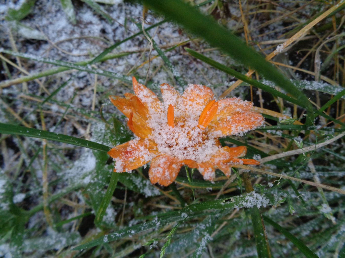 Изображение особи Calendula officinalis.