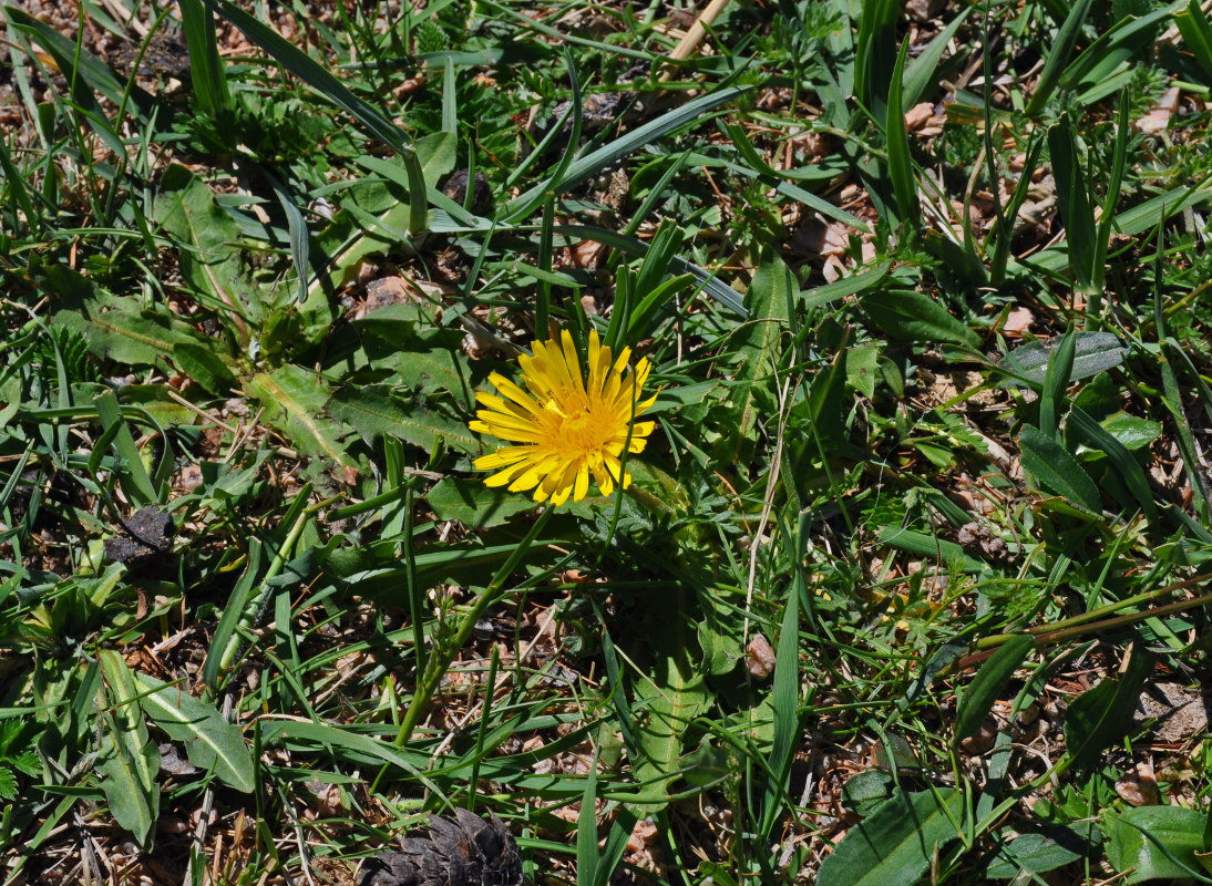 Изображение особи род Taraxacum.