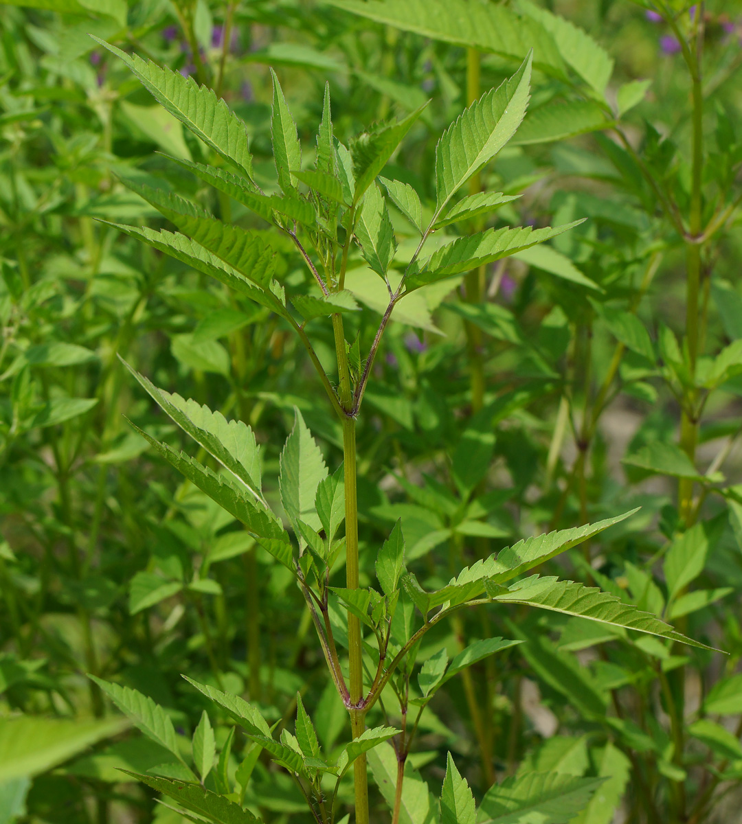Image of Bidens frondosa specimen.