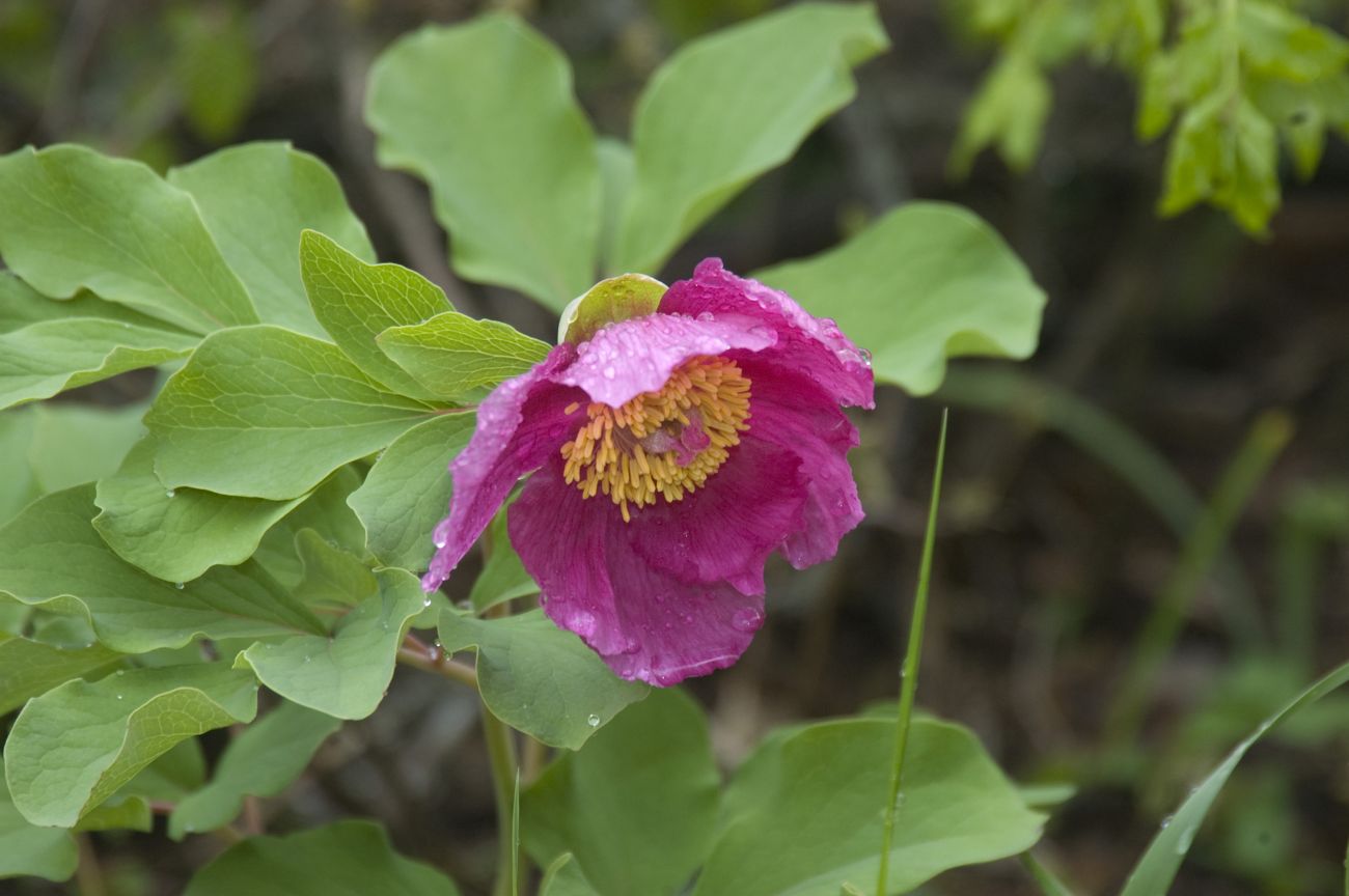 Image of Paeonia daurica specimen.