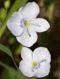 Veronica filiformis