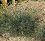 Festuca