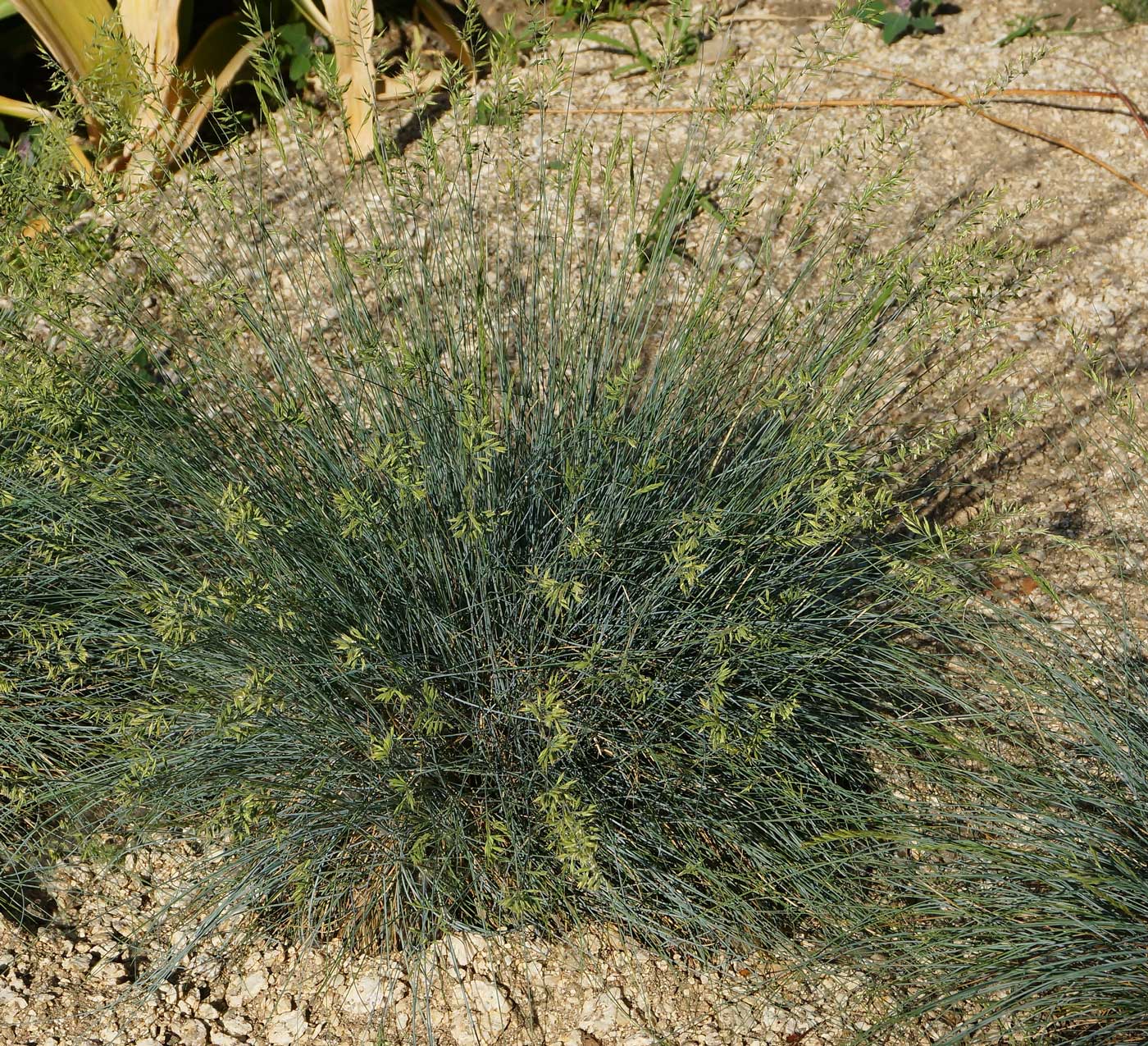 Image of genus Festuca specimen.