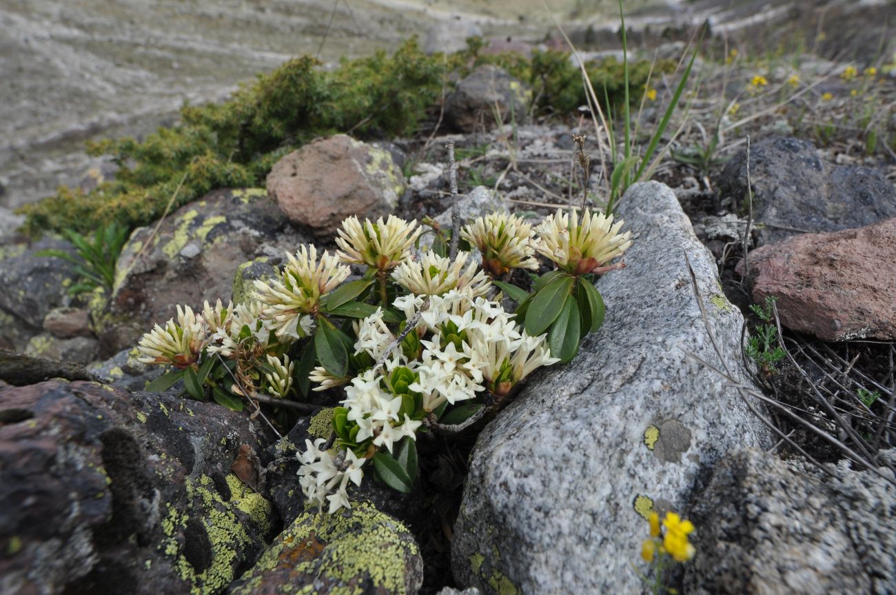 Image of Daphne glomerata specimen.