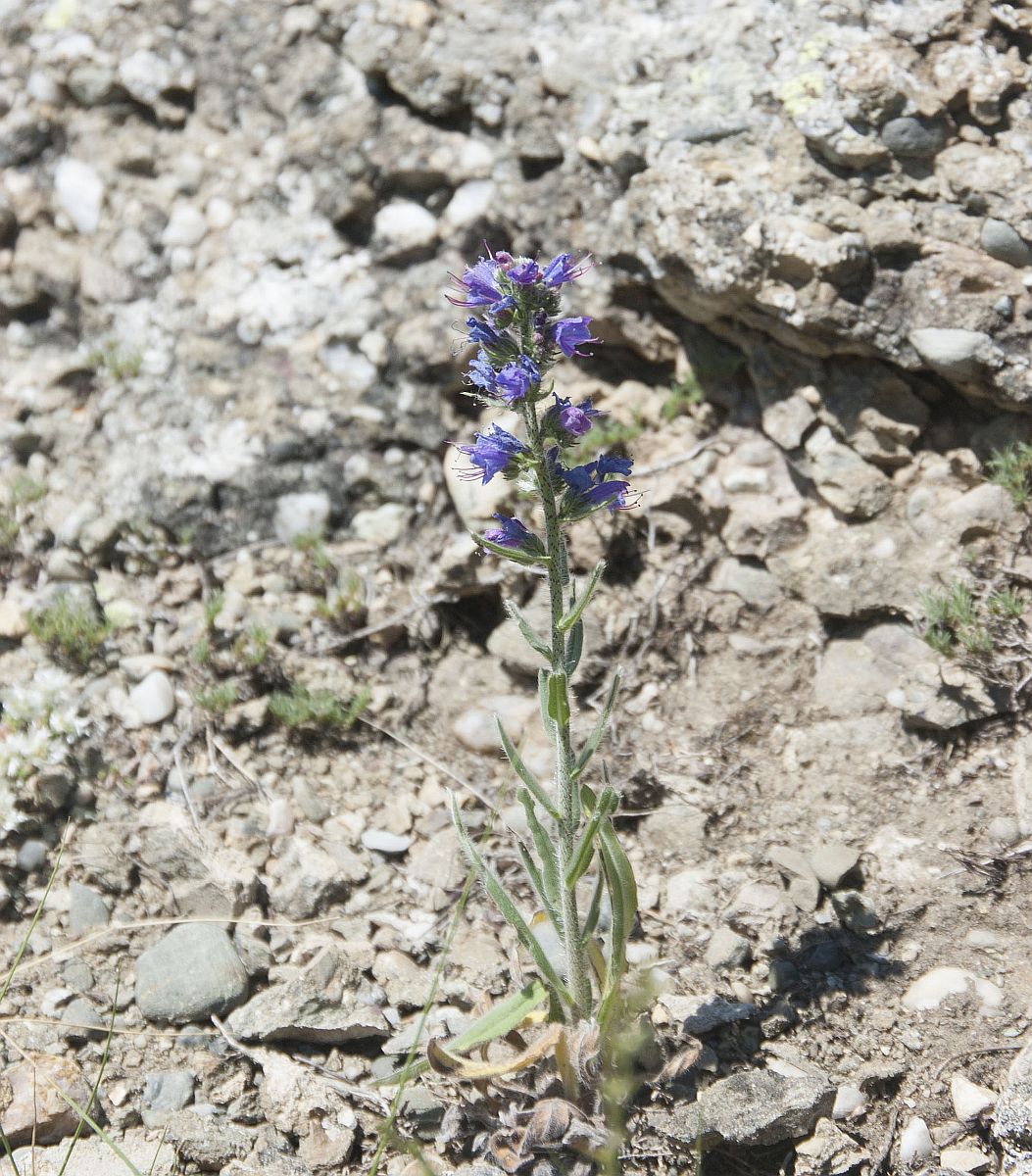 Image of Echium vulgare specimen.