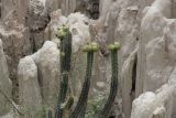 genus Corryocactus. Верхушка плодоносящего растения. Боливия, окр. г. Ла-Пас, Лунная долина, бэдленд. 15 марта 2014 г.