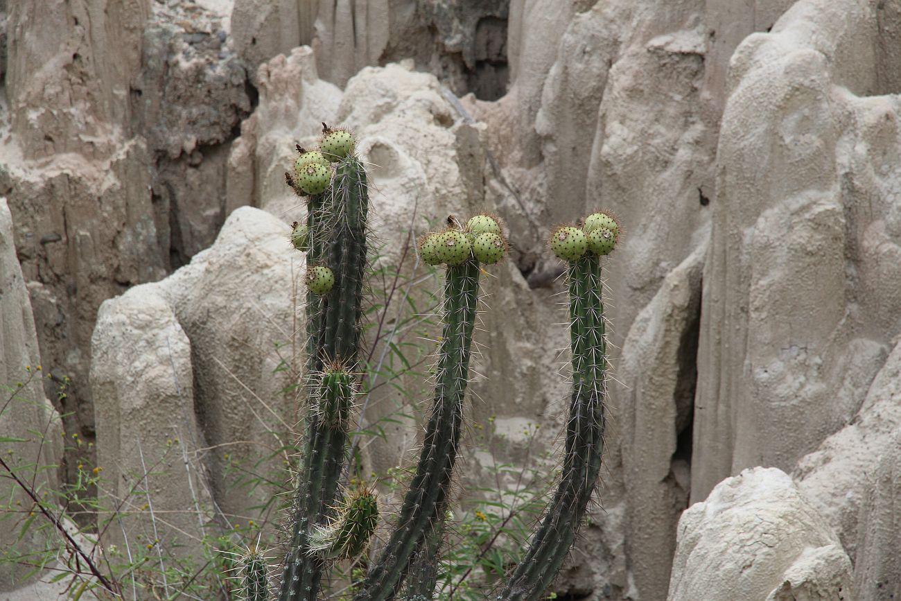 Изображение особи род Corryocactus.