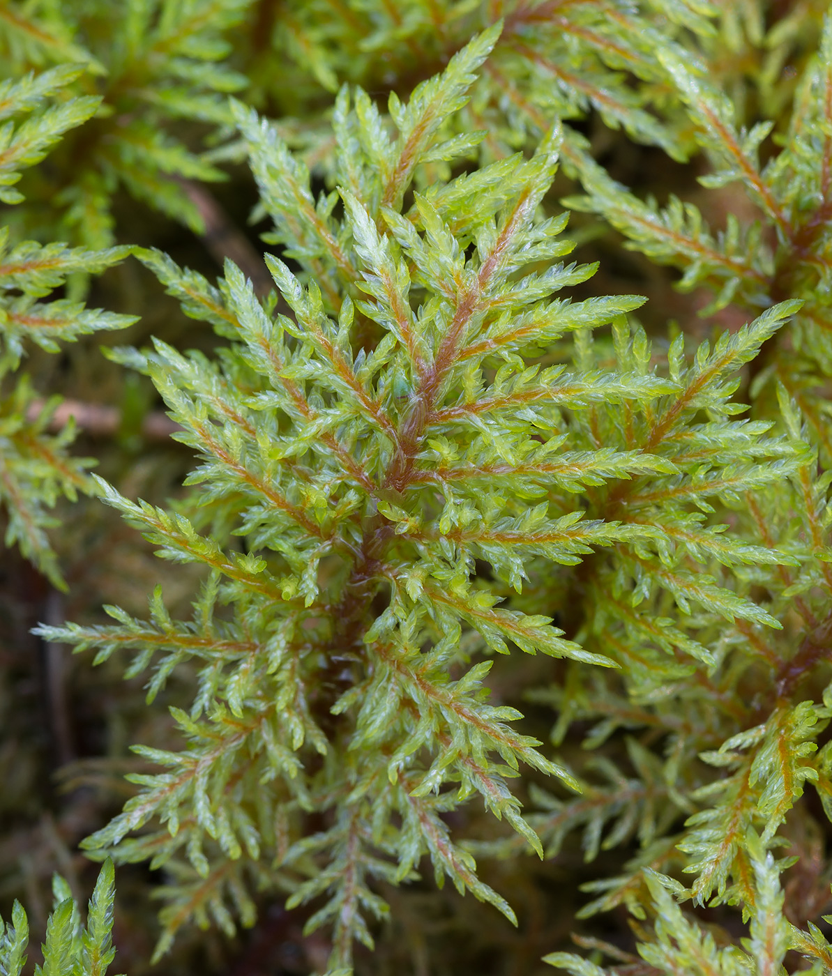 Изображение особи Hylocomium splendens.