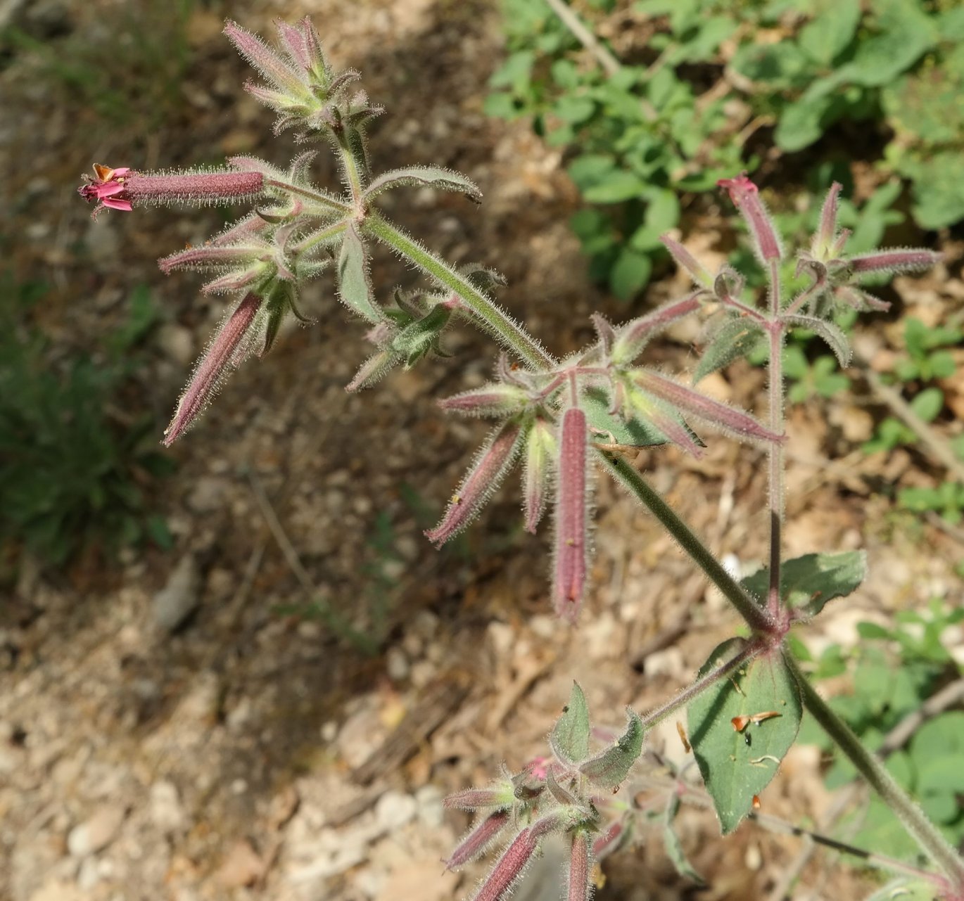 Image of Saponaria glutinosa specimen.