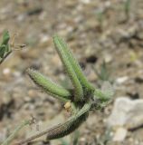 Astragalus asterias